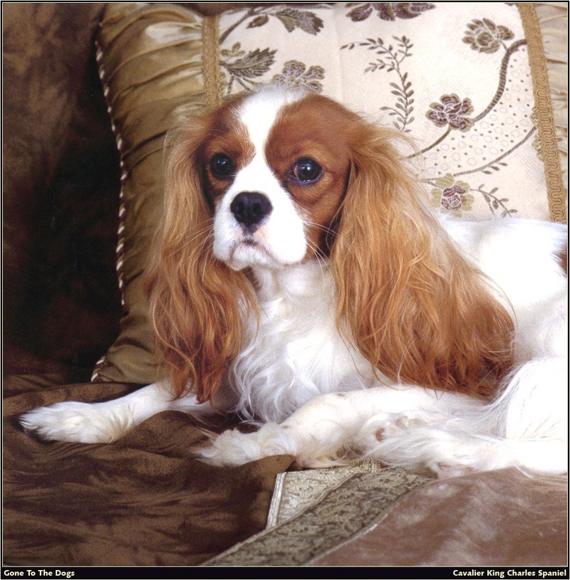 [RattlerScans - Gone to the Dogs] Cavalier King Charles Spaniel; DISPLAY FULL IMAGE.
