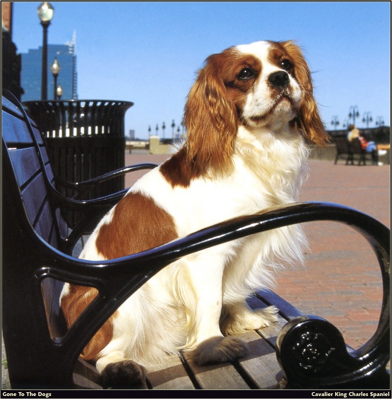 [RattlerScans - Gone to the Dogs] Cavalier King Charles Spaniel; DISPLAY FULL IMAGE.