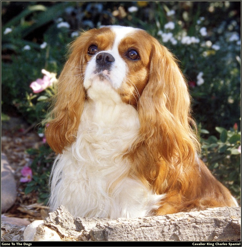 [RattlerScans - Gone to the Dogs] Cavalier King Charles Spaniel; DISPLAY FULL IMAGE.