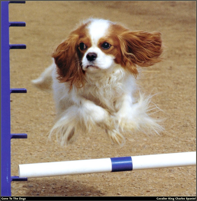 [RattlerScans - Gone to the Dogs] Cavalier King Charles Spaniel; DISPLAY FULL IMAGE.