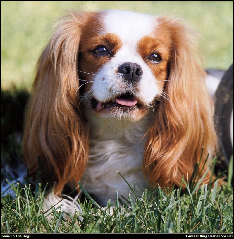 [RattlerScans - Gone to the Dogs] Cavalier King Charles Spaniel; DISPLAY FULL IMAGE.