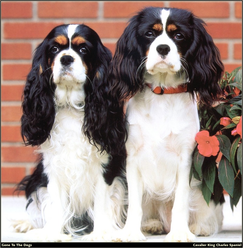 [RattlerScans - Gone to the Dogs] Cavalier King Charles Spaniel; DISPLAY FULL IMAGE.