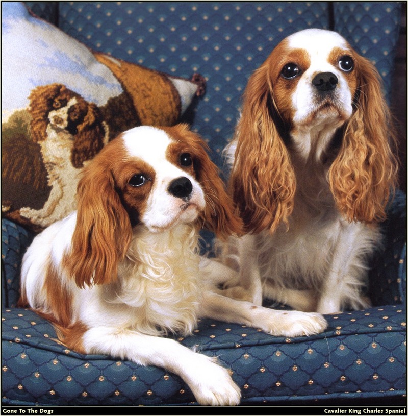 [RattlerScans - Gone to the Dogs] Cavalier King Charles Spaniel; DISPLAY FULL IMAGE.