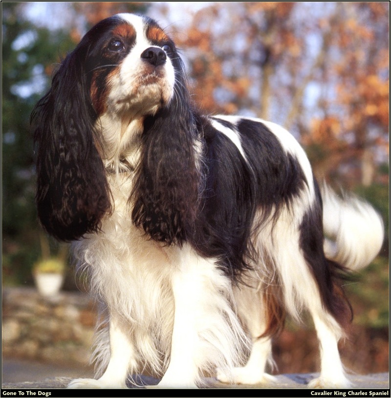 [RattlerScans - Gone to the Dogs] Cavalier King Charles Spaniel; DISPLAY FULL IMAGE.