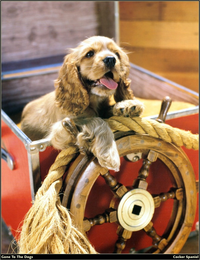 [RattlerScans - Gone to the Dogs] Cocker Spaniel; DISPLAY FULL IMAGE.
