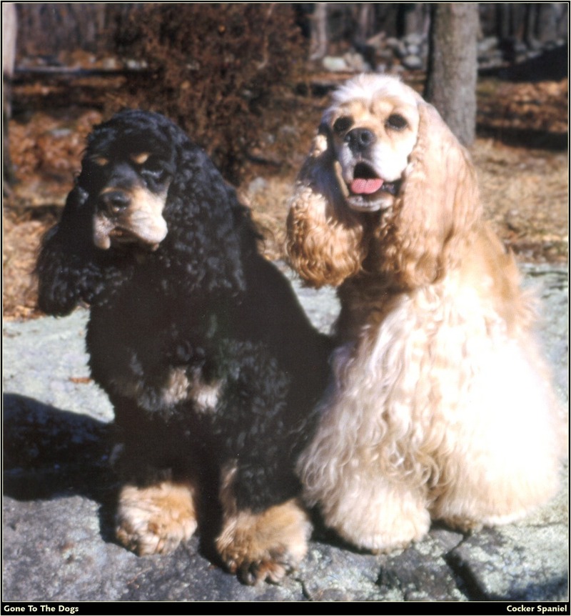 [RattlerScans - Gone to the Dogs] Cocker Spaniel; DISPLAY FULL IMAGE.