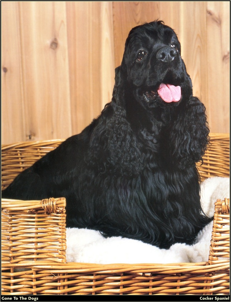 [RattlerScans - Gone to the Dogs] Cocker Spaniel; DISPLAY FULL IMAGE.