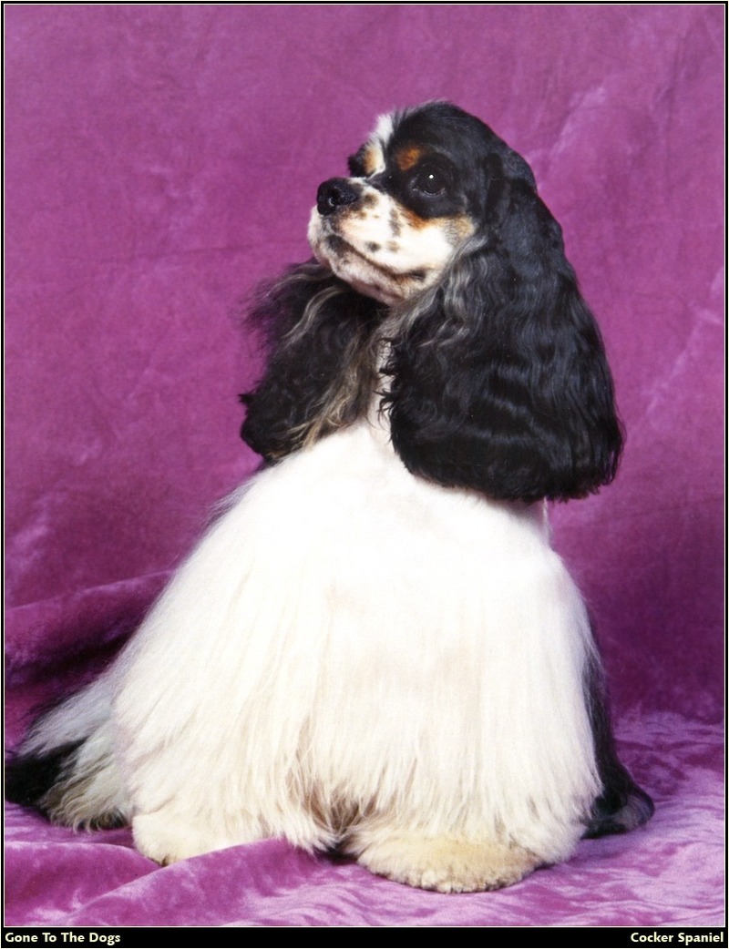 [RattlerScans - Gone to the Dogs] Cocker Spaniel; DISPLAY FULL IMAGE.