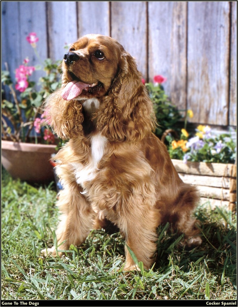 [RattlerScans - Gone to the Dogs] Cocker Spaniel; DISPLAY FULL IMAGE.