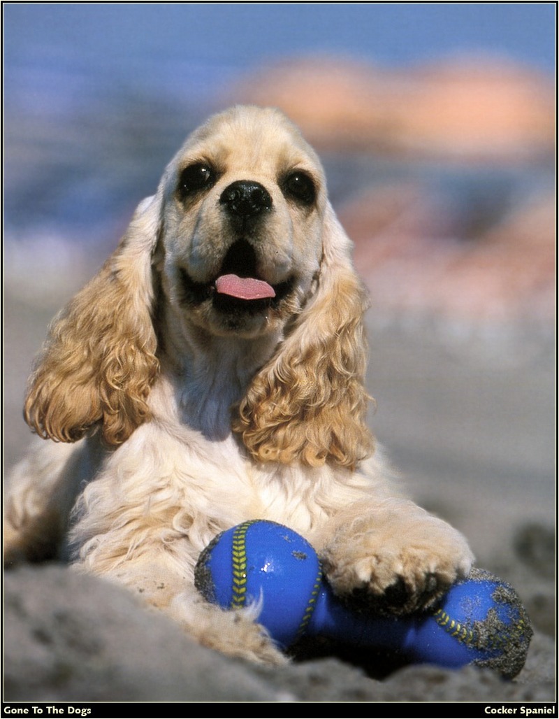 [RattlerScans - Gone to the Dogs] Cocker Spaniel; DISPLAY FULL IMAGE.