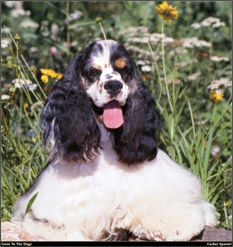 [RattlerScans - Gone to the Dogs] Cocker Spaniel; DISPLAY FULL IMAGE.