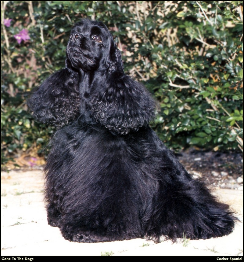 [RattlerScans - Gone to the Dogs] Cocker Spaniel; DISPLAY FULL IMAGE.