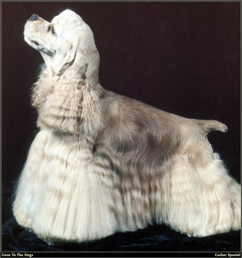 [RattlerScans - Gone to the Dogs] Cocker Spaniel; DISPLAY FULL IMAGE.