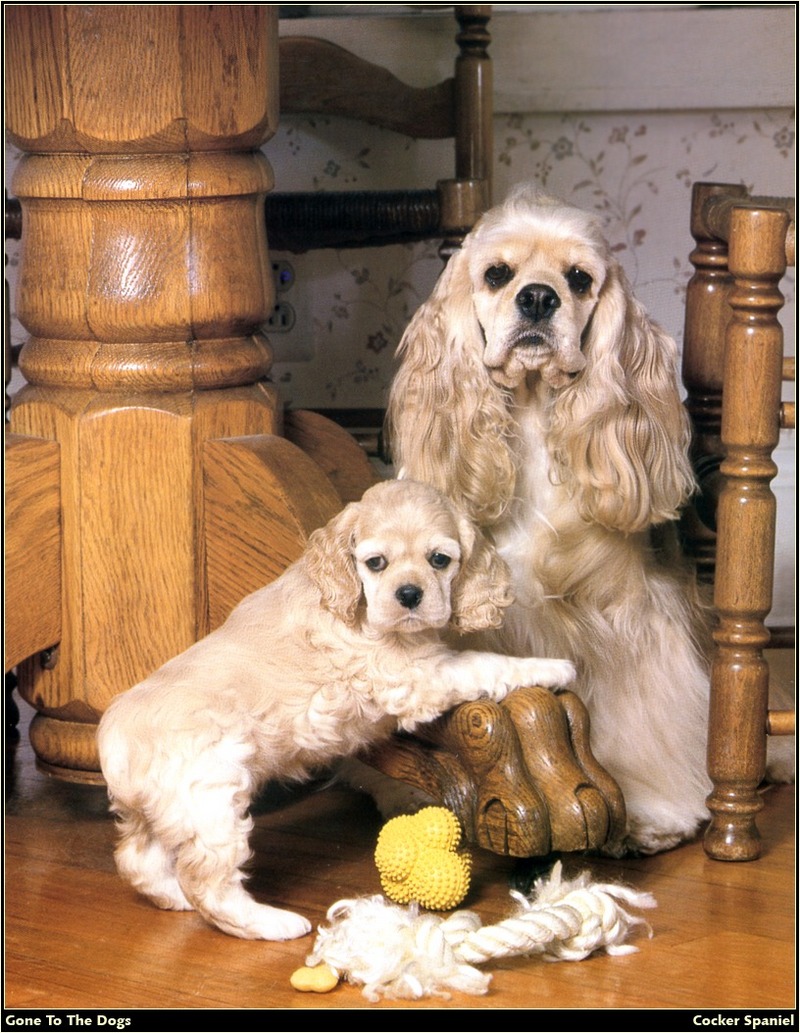 [RattlerScans - Gone to the Dogs] Cocker Spaniel; DISPLAY FULL IMAGE.