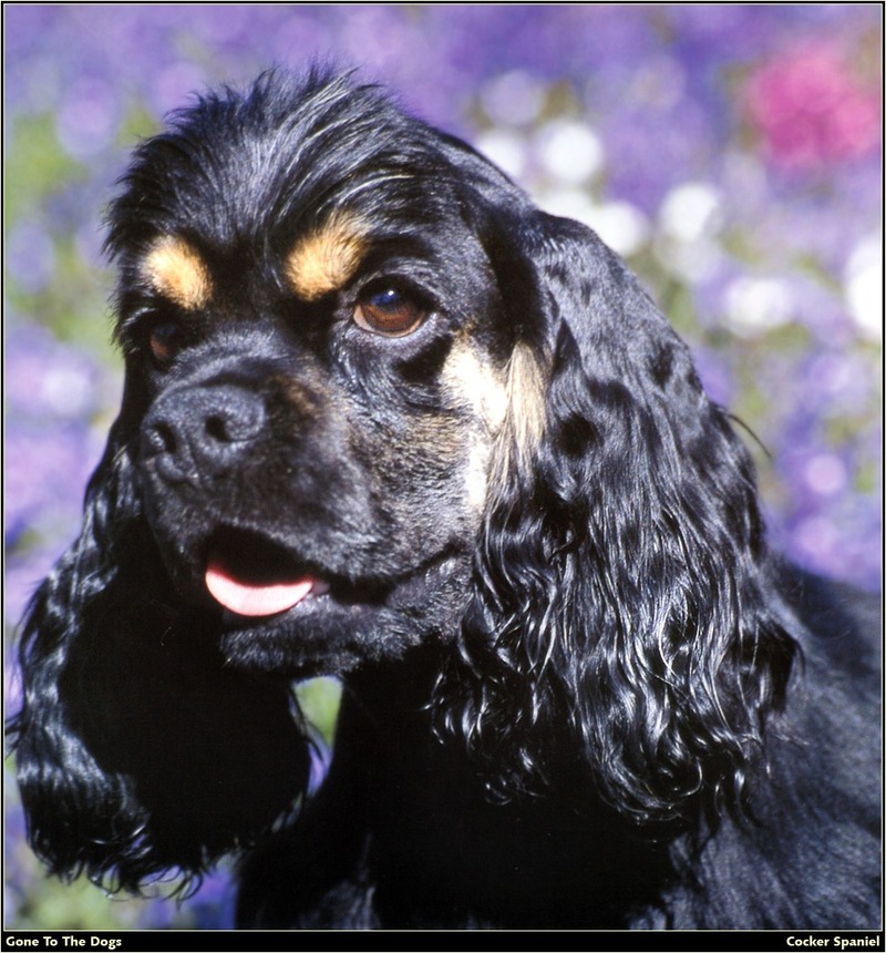 [RattlerScans - Gone to the Dogs] Cocker Spaniel; DISPLAY FULL IMAGE.
