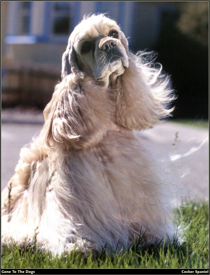 [RattlerScans - Gone to the Dogs] Cocker Spaniel; DISPLAY FULL IMAGE.