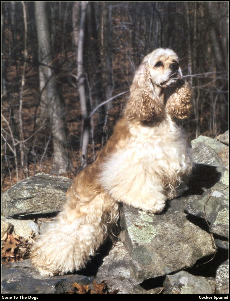 [RattlerScans - Gone to the Dogs] Cocker Spaniel; DISPLAY FULL IMAGE.