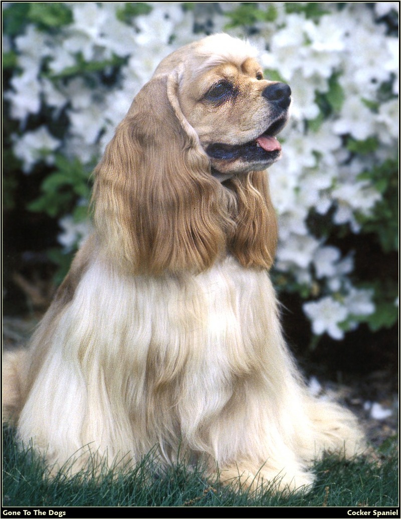 [RattlerScans - Gone to the Dogs] Cocker Spaniel; DISPLAY FULL IMAGE.