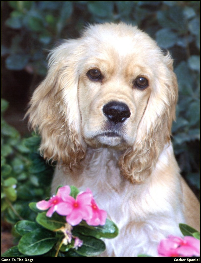 [RattlerScans - Gone to the Dogs] Cocker Spaniel; DISPLAY FULL IMAGE.