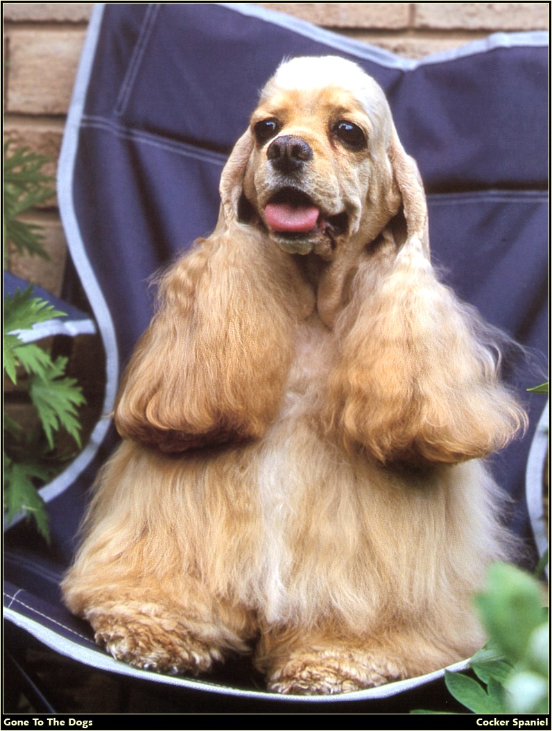 [RattlerScans - Gone to the Dogs] Cocker Spaniel; DISPLAY FULL IMAGE.