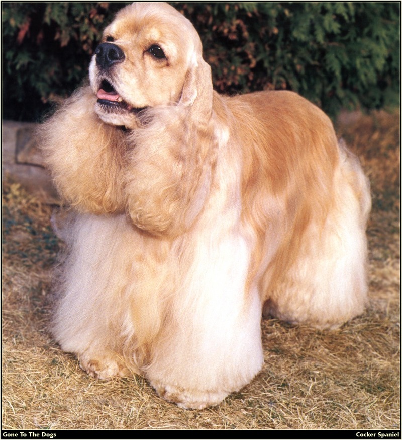 [RattlerScans - Gone to the Dogs] Cocker Spaniel; DISPLAY FULL IMAGE.