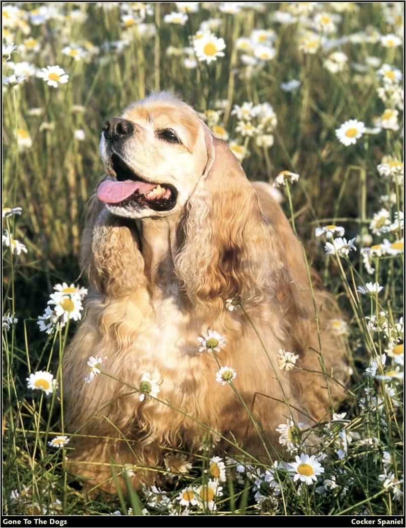 [RattlerScans - Gone to the Dogs] Cocker Spaniel; DISPLAY FULL IMAGE.