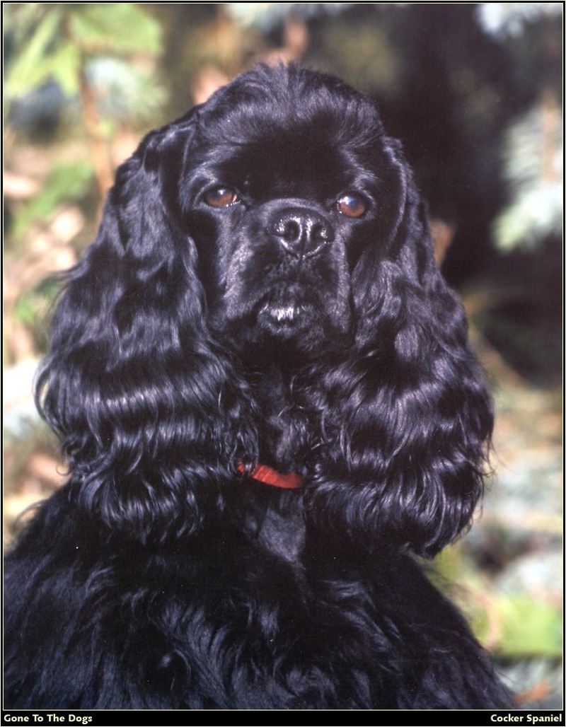 [RattlerScans - Gone to the Dogs] Cocker Spaniel; DISPLAY FULL IMAGE.