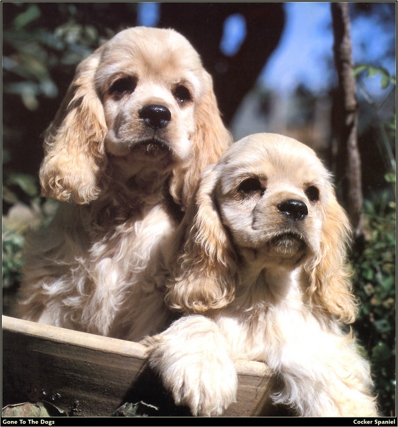 [RattlerScans - Gone to the Dogs] Cocker Spaniel; DISPLAY FULL IMAGE.