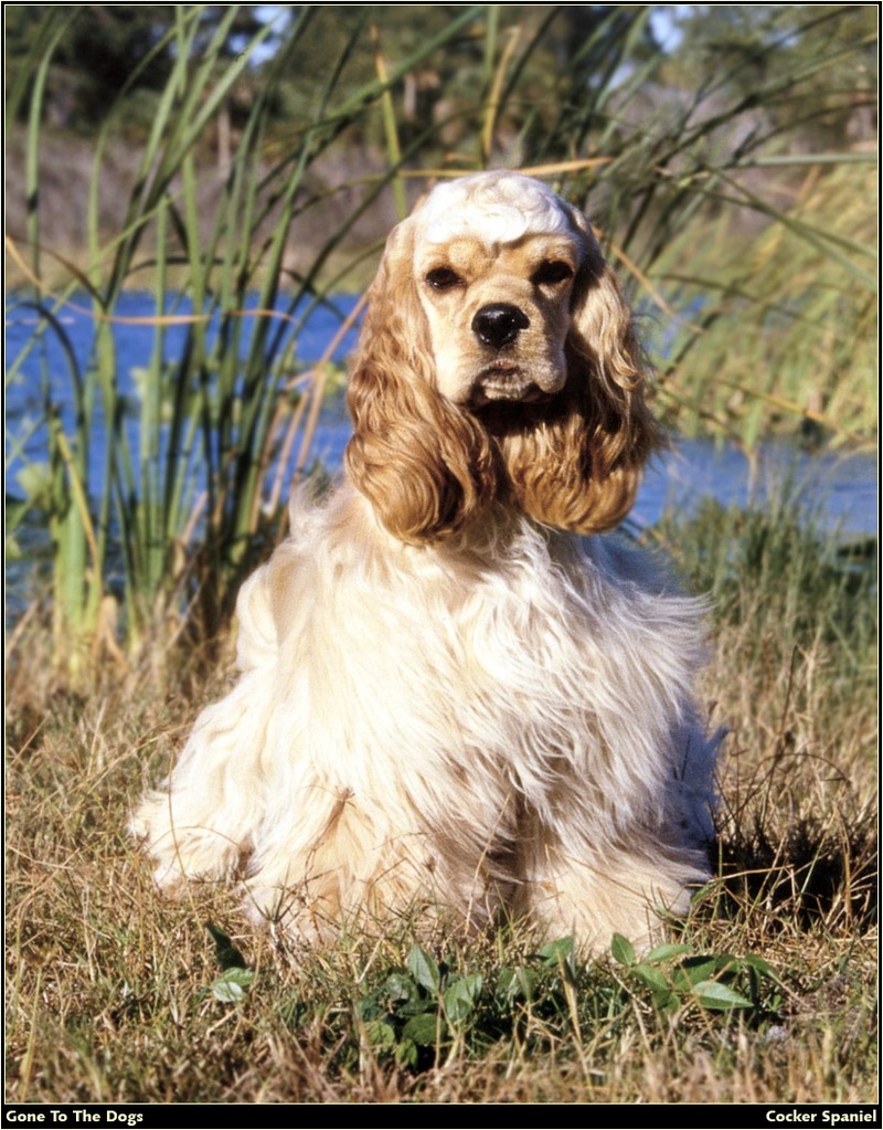 [RattlerScans - Gone to the Dogs] Cocker Spaniel; DISPLAY FULL IMAGE.