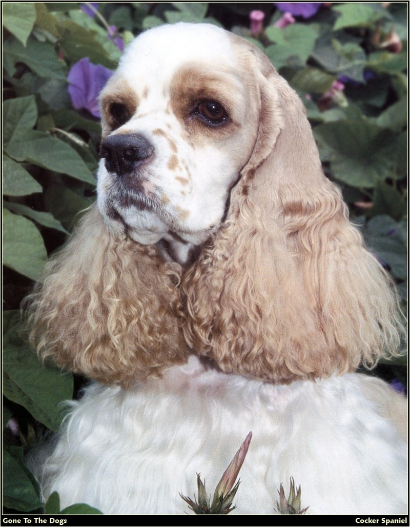 [RattlerScans - Gone to the Dogs] Cocker Spaniel; DISPLAY FULL IMAGE.