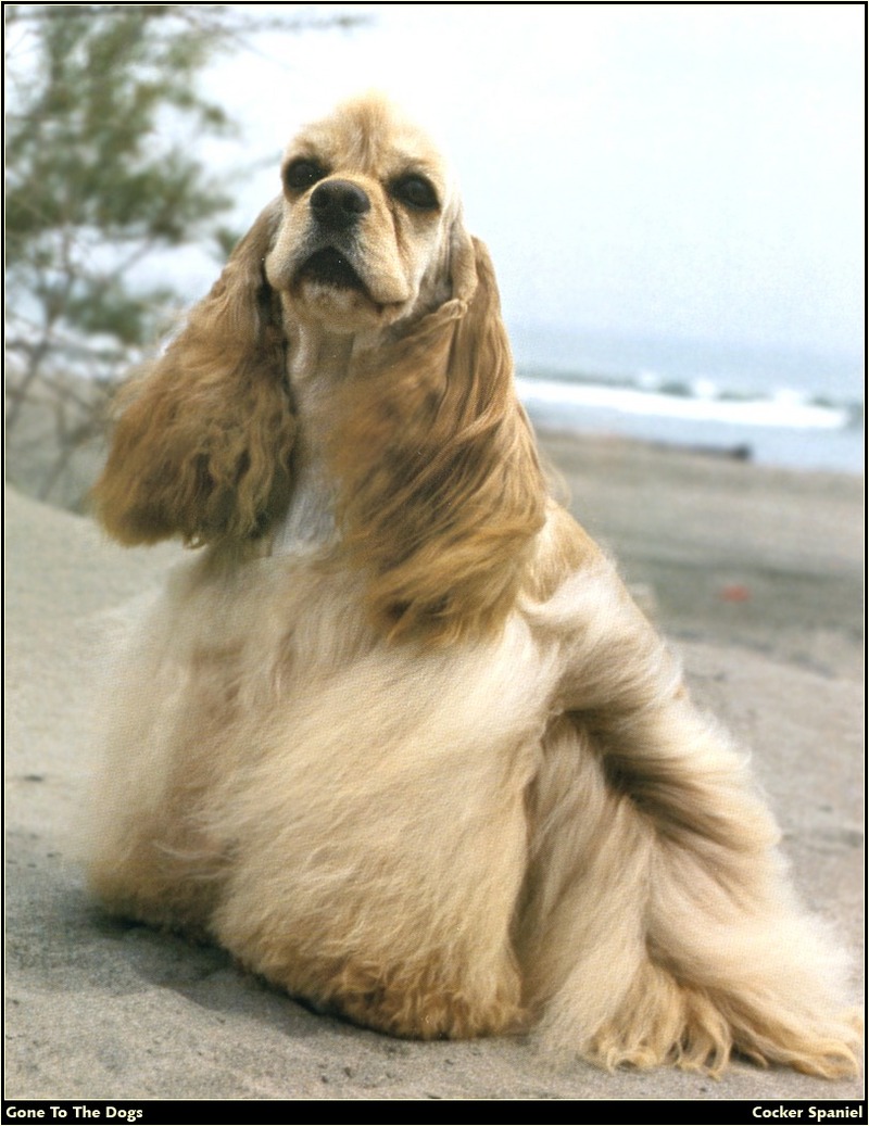 [RattlerScans - Gone to the Dogs] Cocker Spaniel; DISPLAY FULL IMAGE.