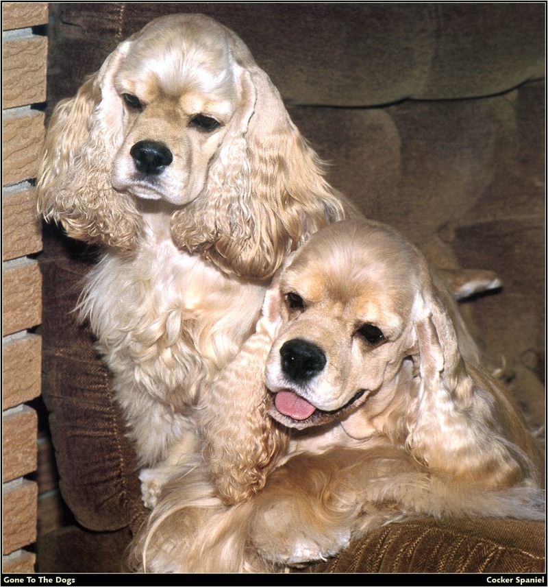 [RattlerScans - Gone to the Dogs] Cocker Spaniel; DISPLAY FULL IMAGE.