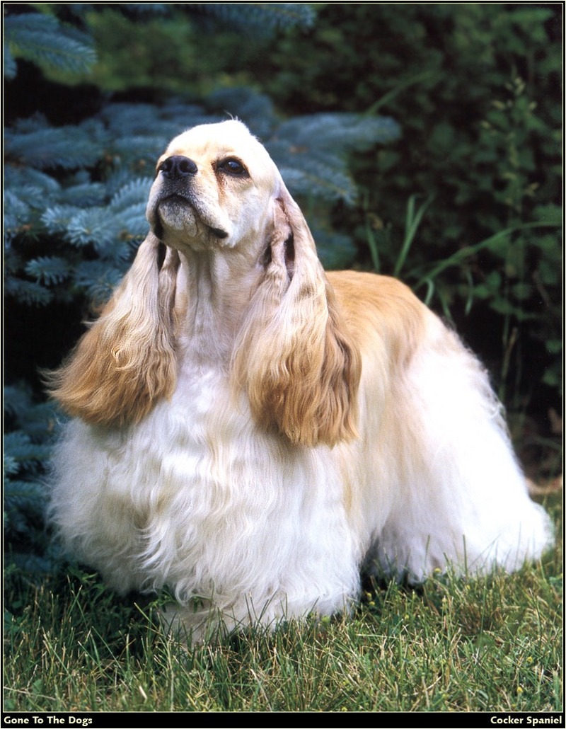 [RattlerScans - Gone to the Dogs] Cocker Spaniel; DISPLAY FULL IMAGE.