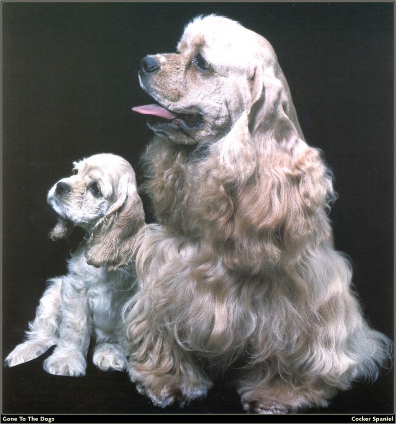 [RattlerScans - Gone to the Dogs] Cocker Spaniel; DISPLAY FULL IMAGE.