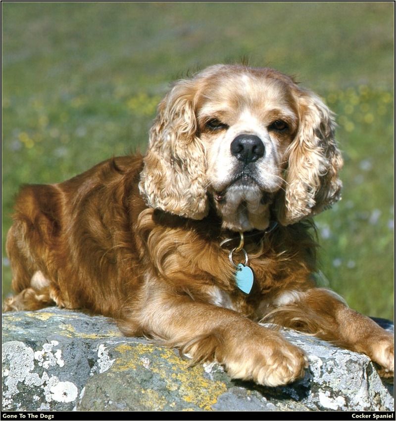 [RattlerScans - Gone to the Dogs] Cocker Spaniel; DISPLAY FULL IMAGE.