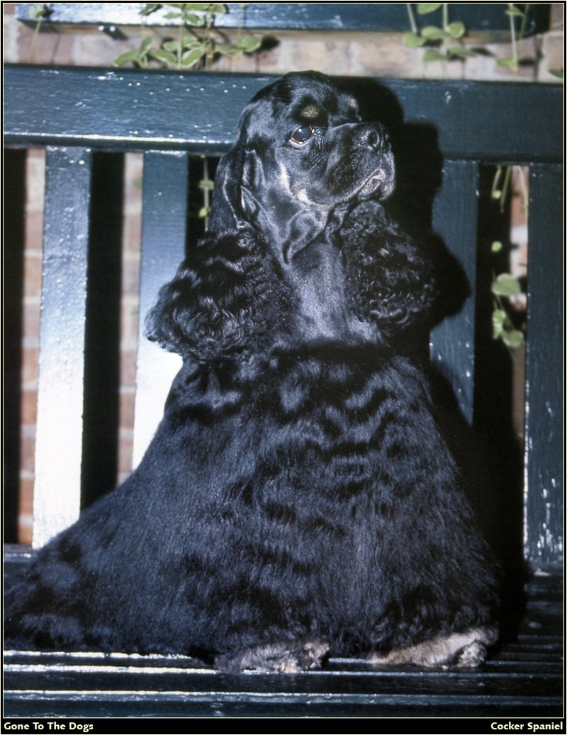 [RattlerScans - Gone to the Dogs] Cocker Spaniel; DISPLAY FULL IMAGE.
