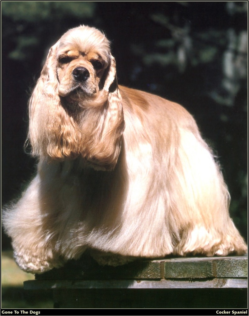 [RattlerScans - Gone to the Dogs] Cocker Spaniel; DISPLAY FULL IMAGE.