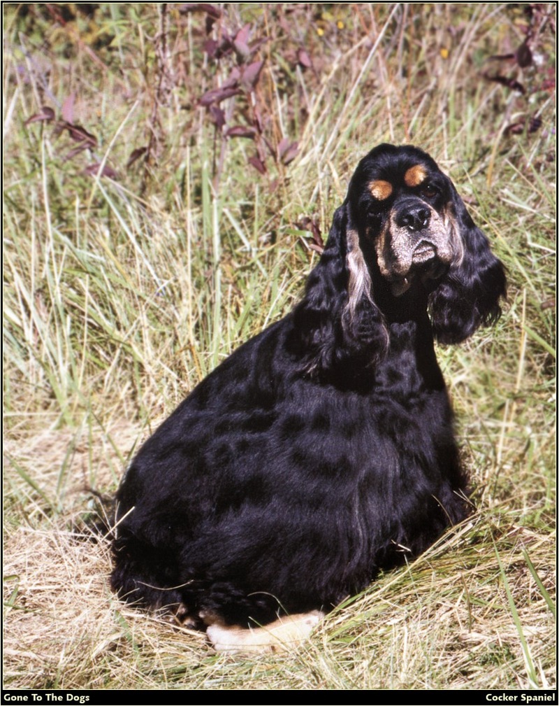 [RattlerScans - Gone to the Dogs] Cocker Spaniel; DISPLAY FULL IMAGE.