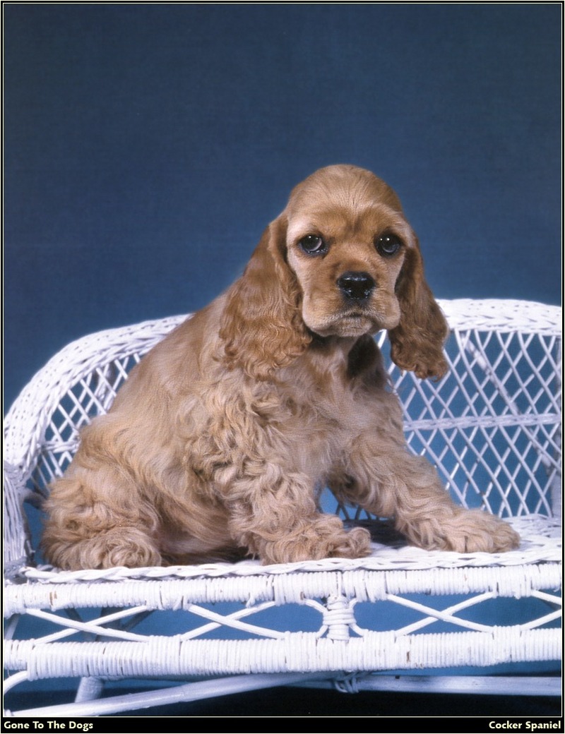 [RattlerScans - Gone to the Dogs] Cocker Spaniel; DISPLAY FULL IMAGE.