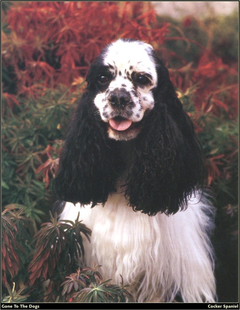 [RattlerScans - Gone to the Dogs] Cocker Spaniel; DISPLAY FULL IMAGE.