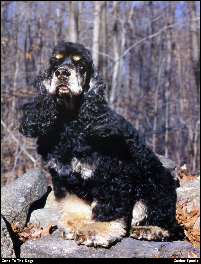 [RattlerScans - Gone to the Dogs] Cocker Spaniel; DISPLAY FULL IMAGE.