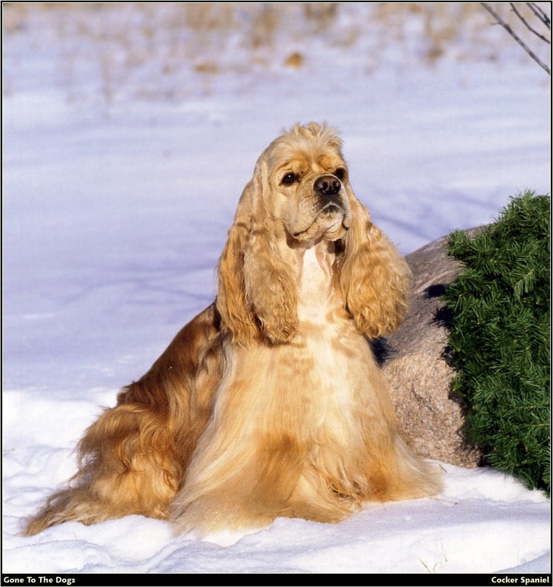 [RattlerScans - Gone to the Dogs] Cocker Spaniel; DISPLAY FULL IMAGE.