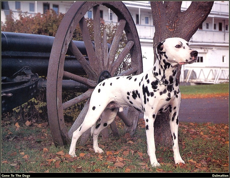 [RattlerScans - Gone to the Dogs] Dalmatian; DISPLAY FULL IMAGE.