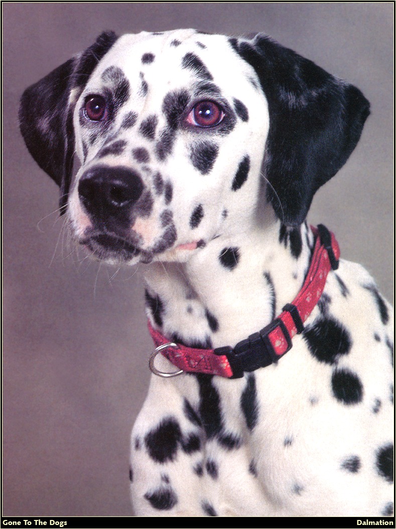 [RattlerScans - Gone to the Dogs] Dalmatian; DISPLAY FULL IMAGE.
