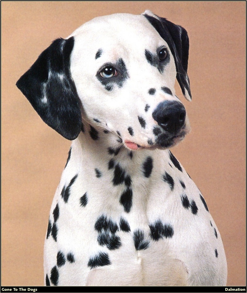 [RattlerScans - Gone to the Dogs] Dalmatian; DISPLAY FULL IMAGE.