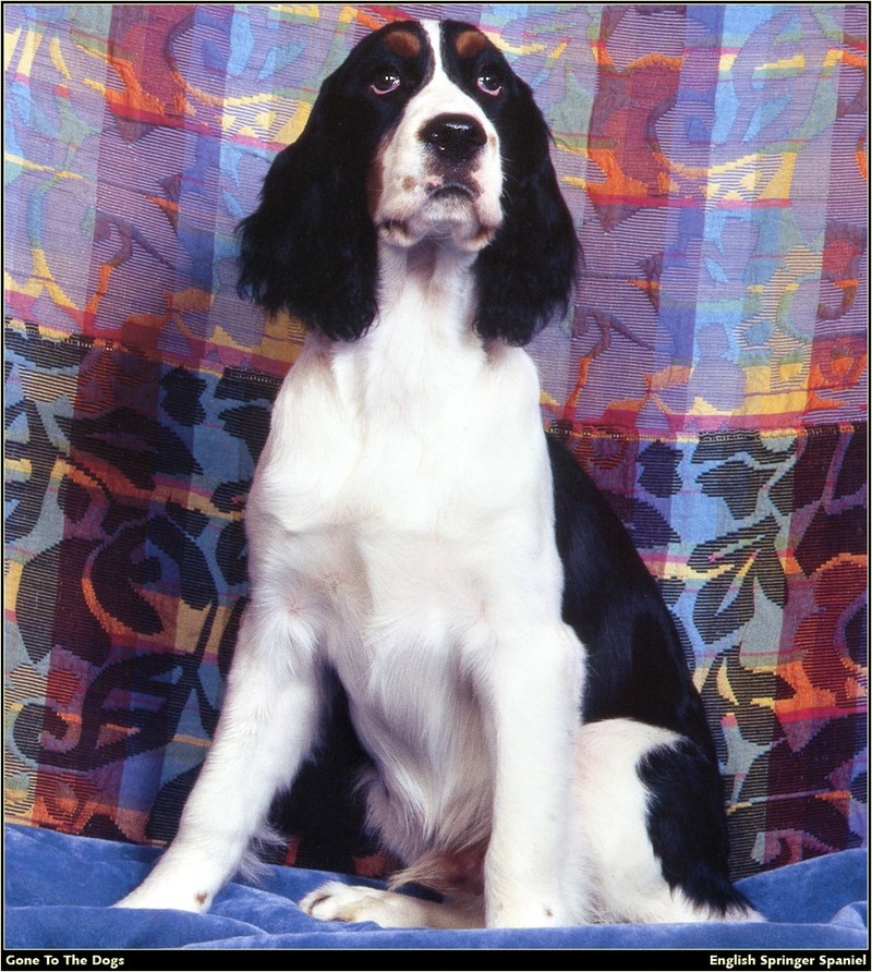 [RattlerScans - Gone to the Dogs] Springer Spaniel; DISPLAY FULL IMAGE.