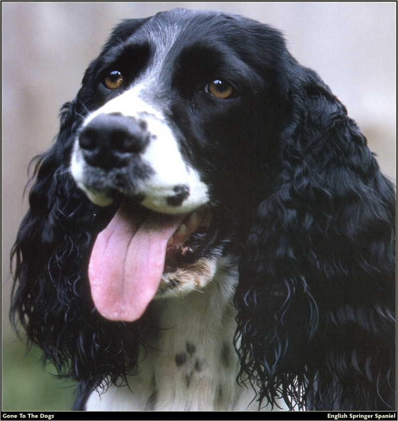 [RattlerScans - Gone to the Dogs] Springer Spaniel; DISPLAY FULL IMAGE.