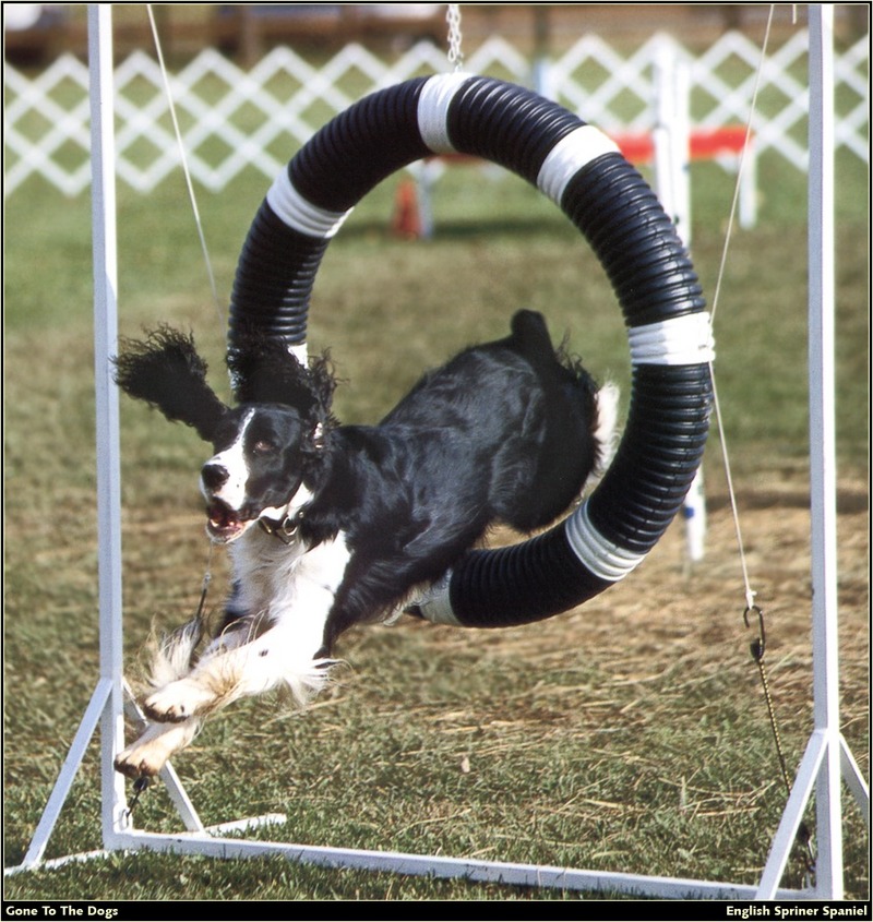 [RattlerScans - Gone to the Dogs] Springer Spaniel; DISPLAY FULL IMAGE.