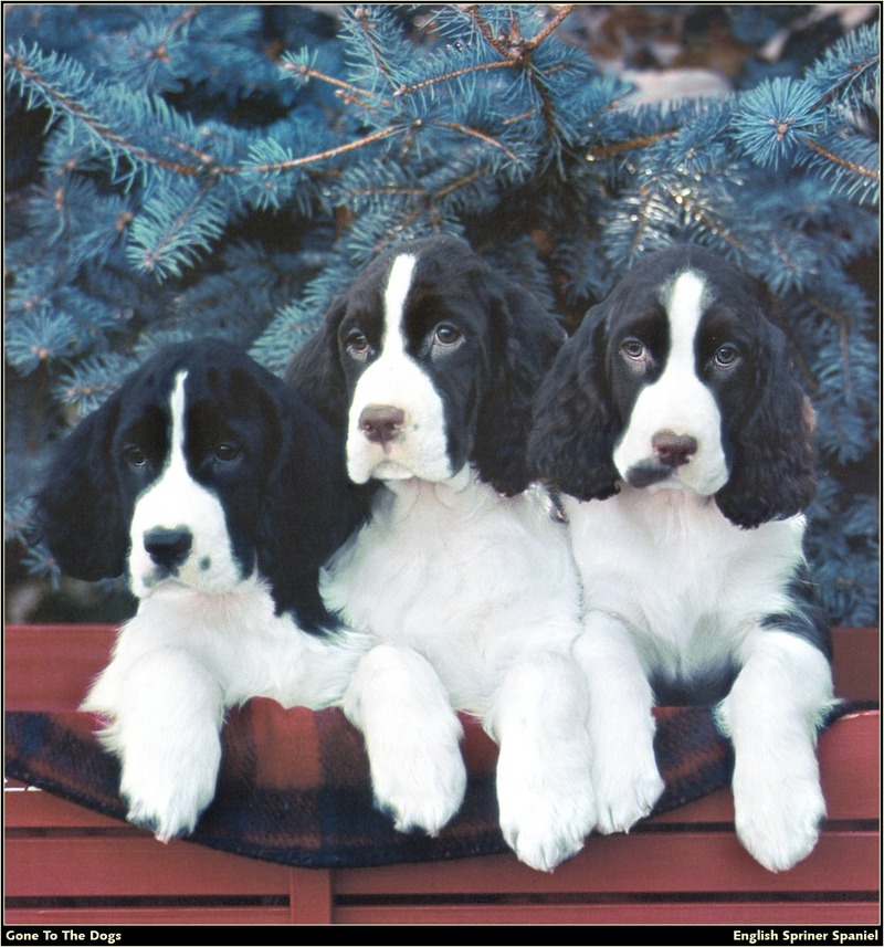 [RattlerScans - Gone to the Dogs] Springer Spaniel; DISPLAY FULL IMAGE.