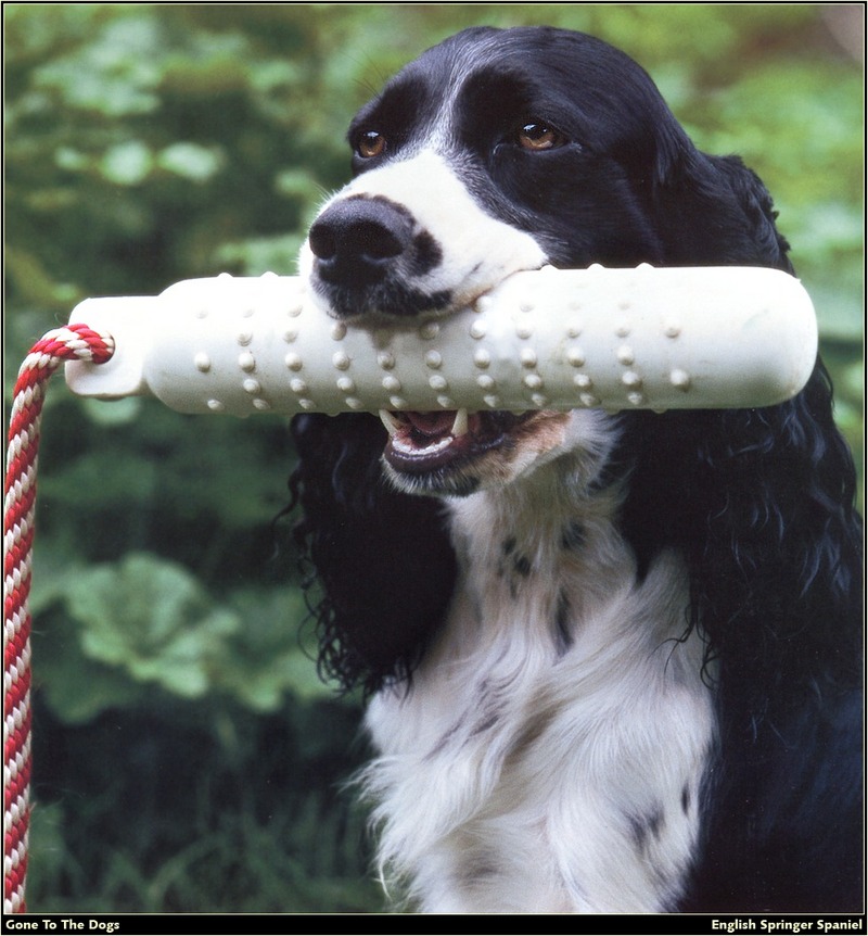 [RattlerScans - Gone to the Dogs] Springer Spaniel; DISPLAY FULL IMAGE.